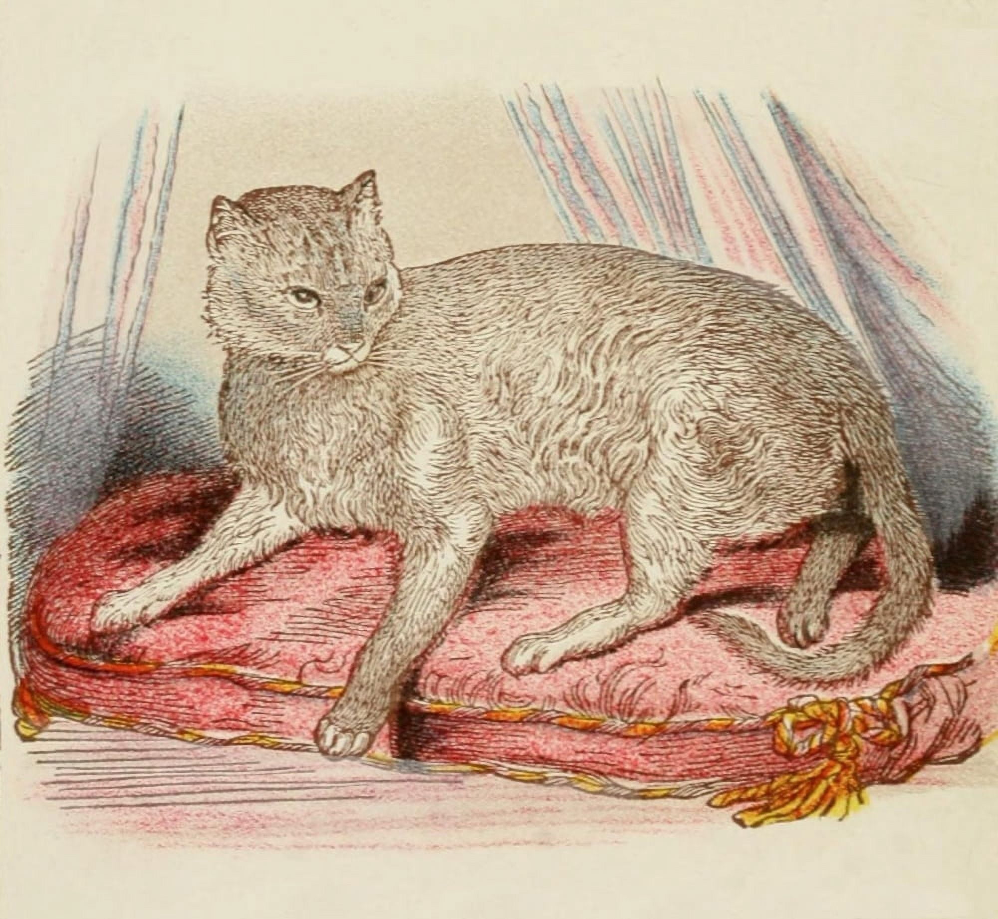 Cats 1877 Abyssinian Canvas Art - Unknown (24 x 36)