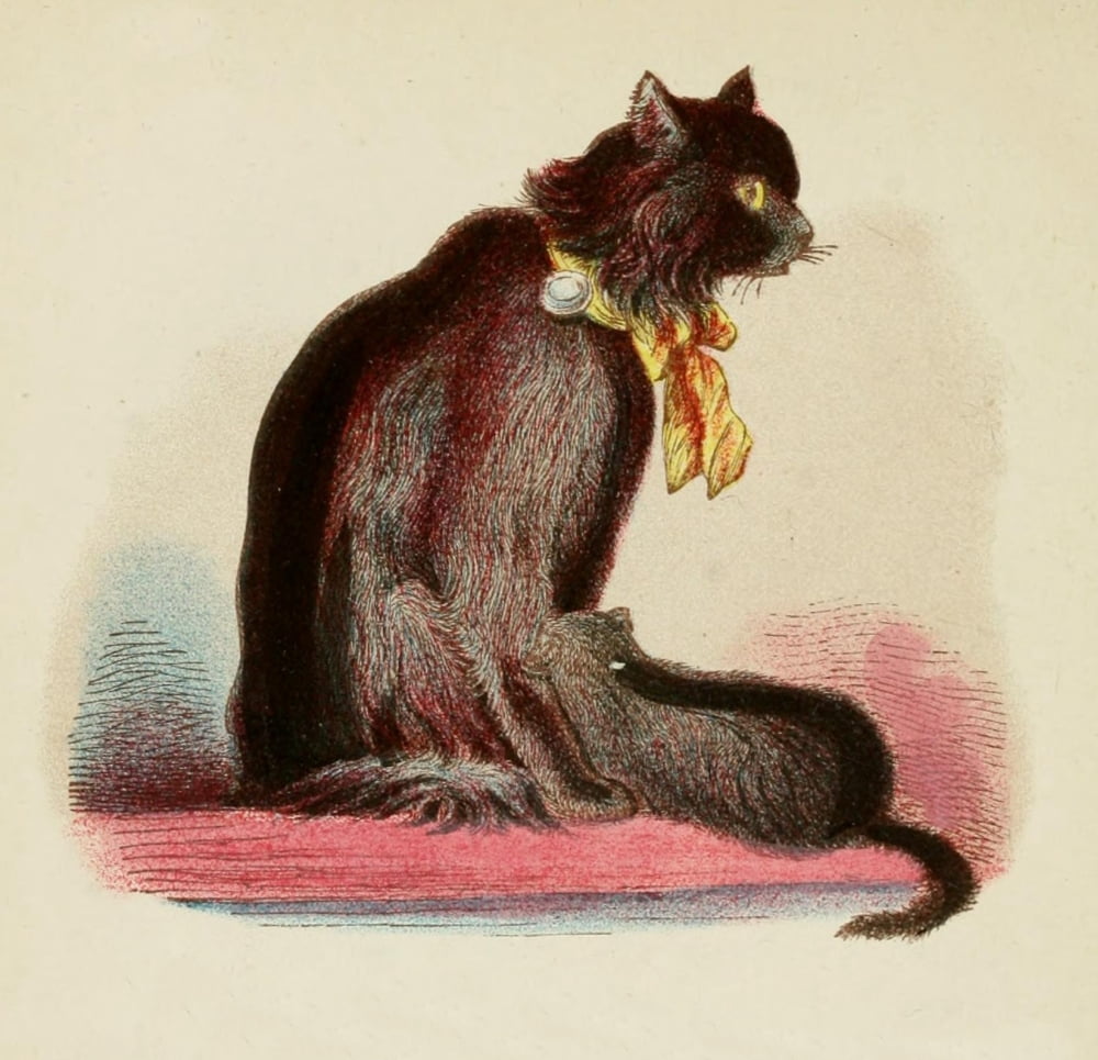 Cats 1877 Angora Canvas Art - Unknown (18 x 24)