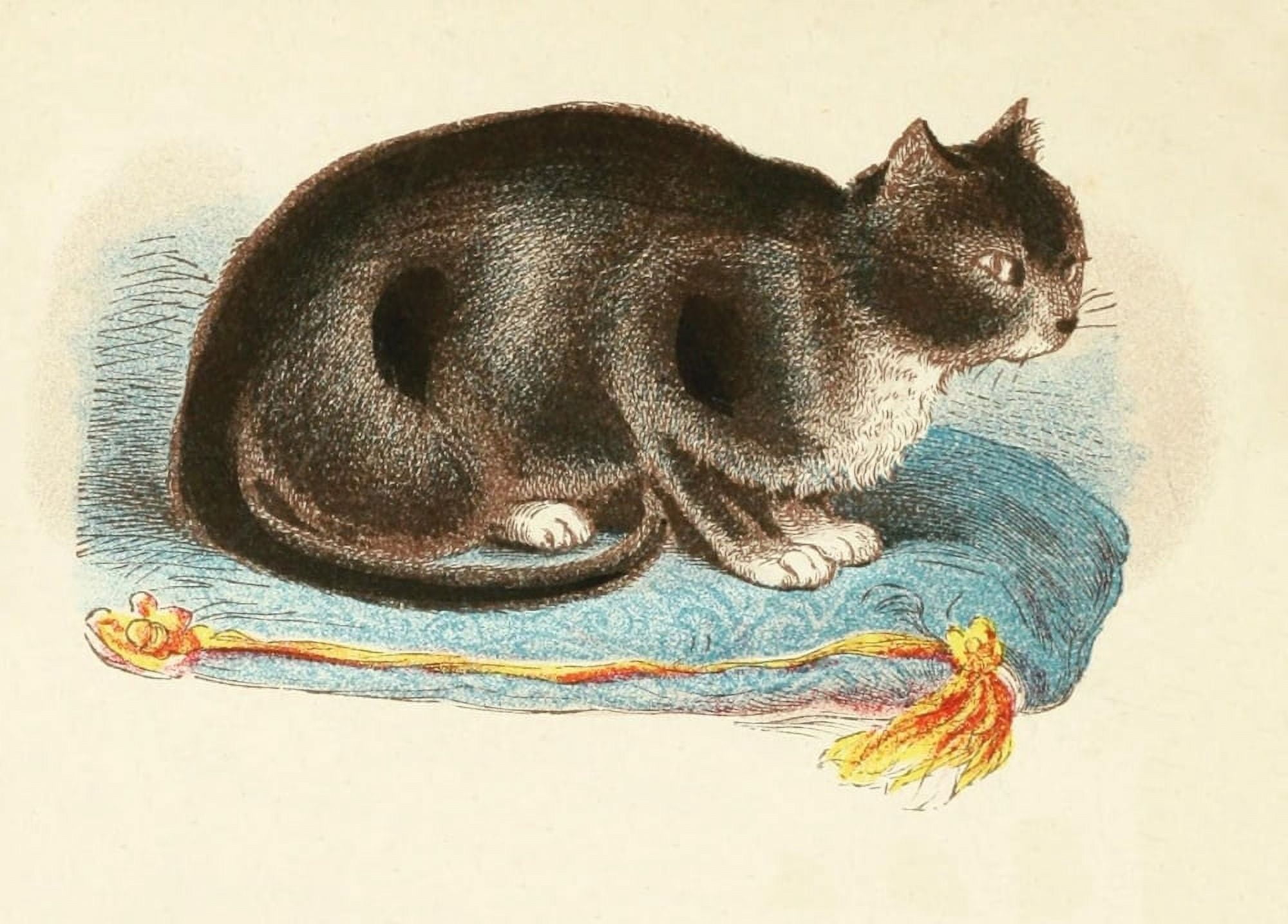 Cats 1877 Black & White Canvas Art - Unknown (18 x 24)