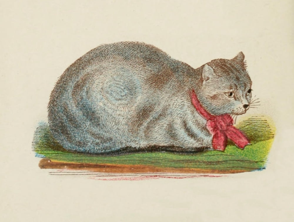 Cats 1877 Silver or blue tabby Canvas Art - Unknown (18 x 24)