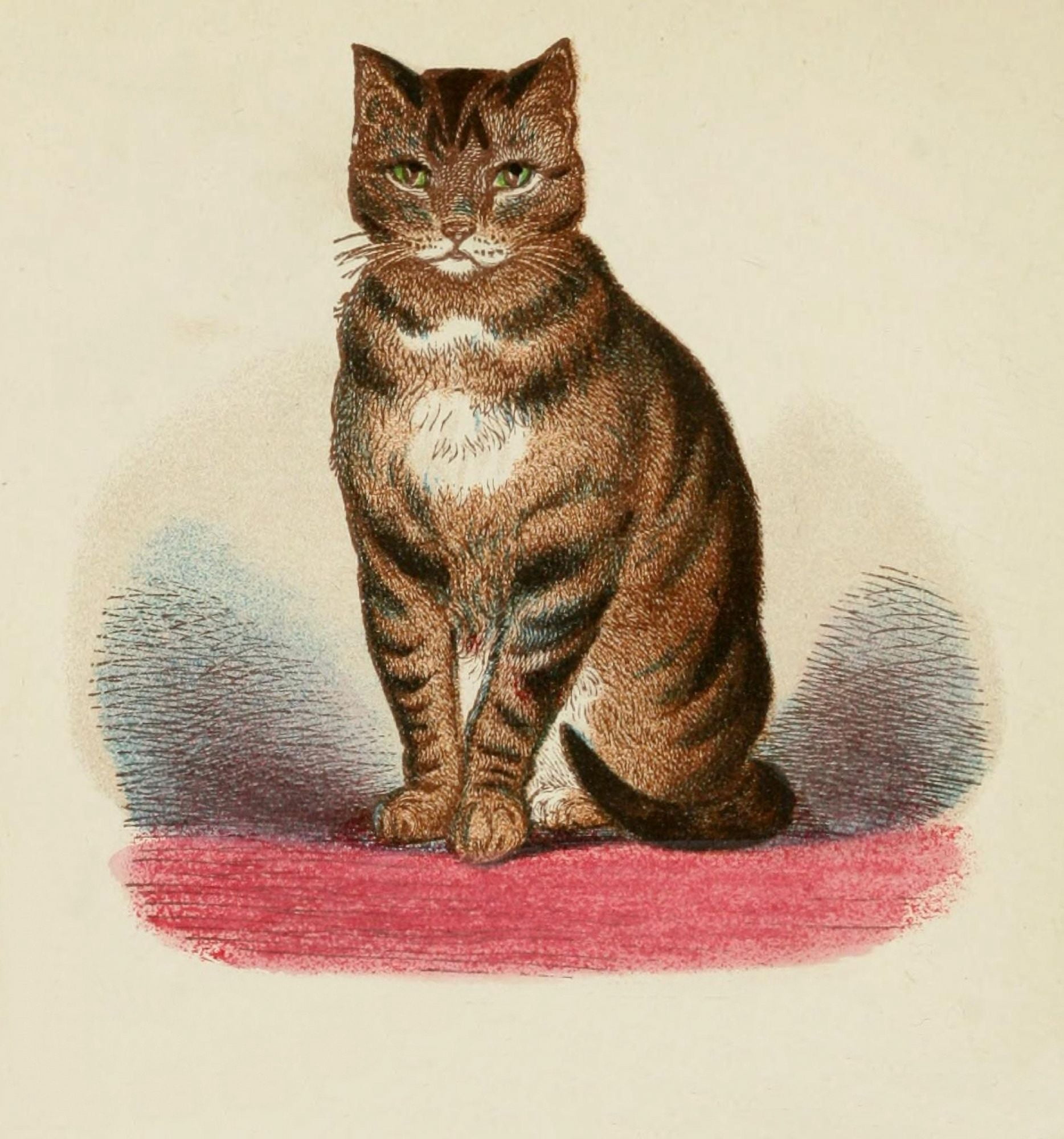 Cats 1877 Striped or brown Tabby Canvas Art - Unknown (24 x 36)