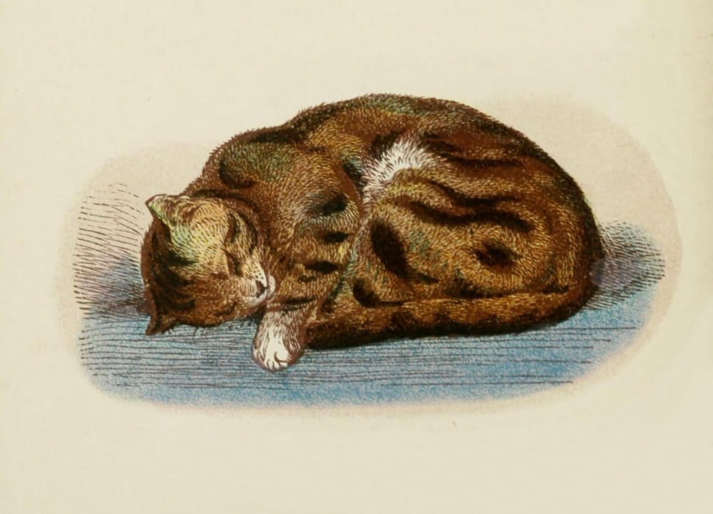 Cats 1877 Tabby & White Canvas Art - Unknown (24 x 36)
