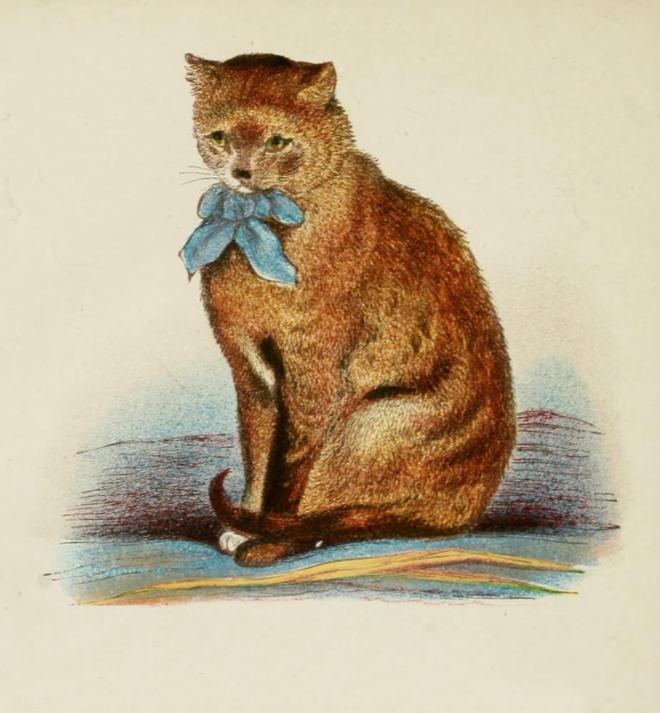 Cats 1877 Tortoiseshel Canvas Art - Unknown (18 x 24)