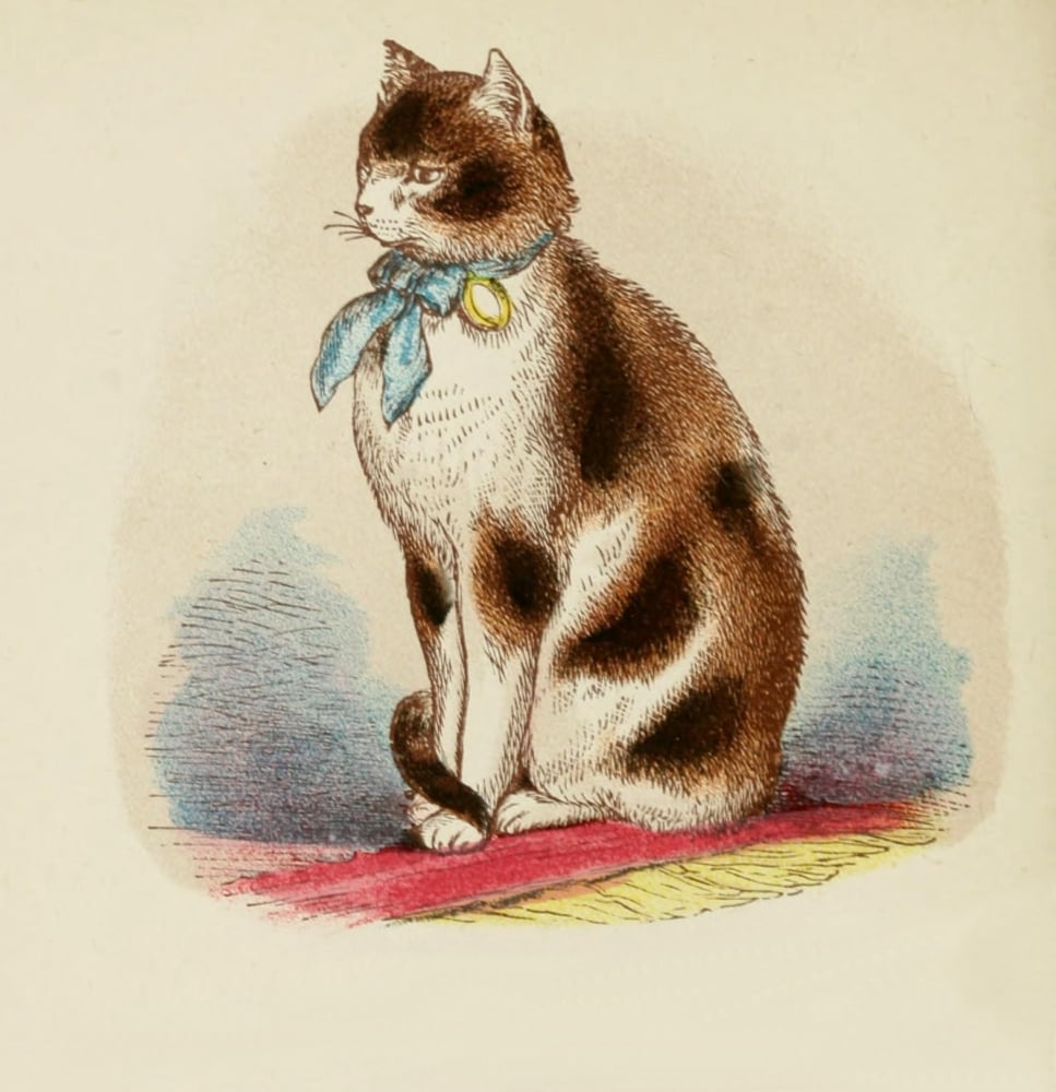 Cats 1877 Tortoiseshell & White Canvas Art - Unknown (24 x 36)