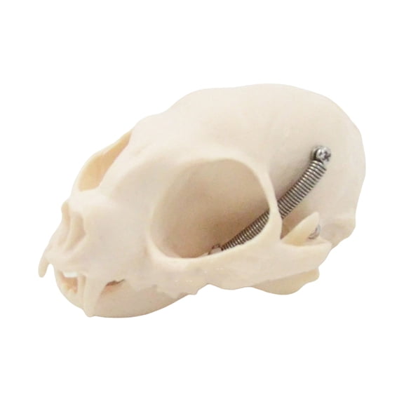 Cats Head Skeleton Model Realistic Cats Skeleton Head Model Realistic Cats Head Bone Model for Veterinary Training