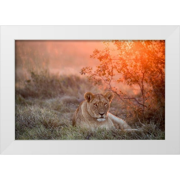 Catta, Alessandro 14x11 White Modern Wood Framed Museum Art Print Titled - Sunset Lioness
