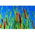 thumbnail image 1 of Cattail Seeds for Planting - 2,000+ Seeds - Attractive Aquatic Plant, 1 of 3