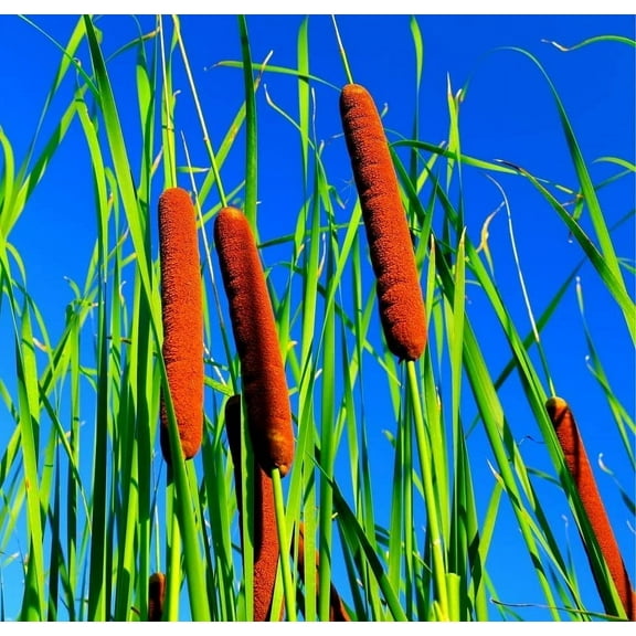 Cattail Seeds for Planting - 5,000+ Seeds - Attractive Aquatic Plant