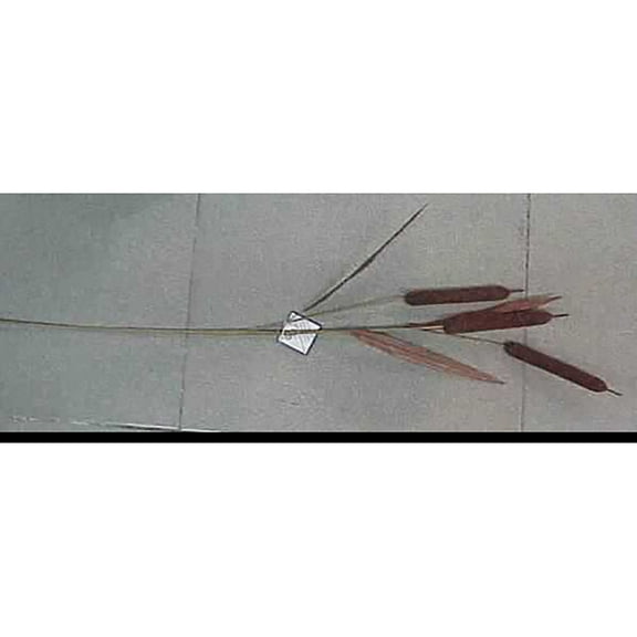 Cattail Spray