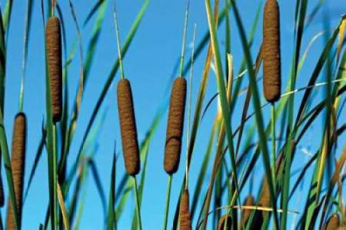 Cattails II Canvas Art - C Thomas McNemar (24 x 36)