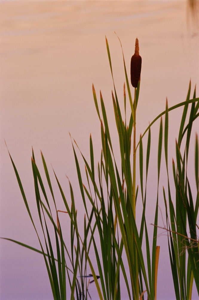 Cattails In Pond Enterprise Northwest Territories Canvas Art - Mike Grandmaison Design Pics (12 x 18)