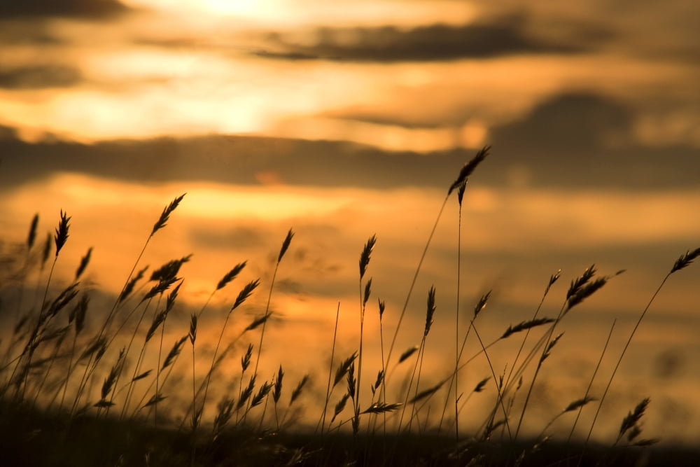 Cattails In The Sunset Canvas Art - John Short Design Pics (34 x 22)