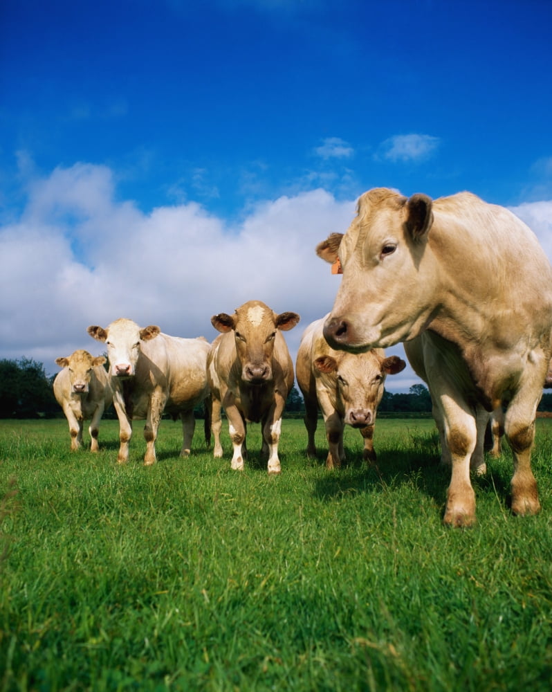 Cattle Charolais Canvas Art - The Irish Image Collection Design Pics (26 x 34)