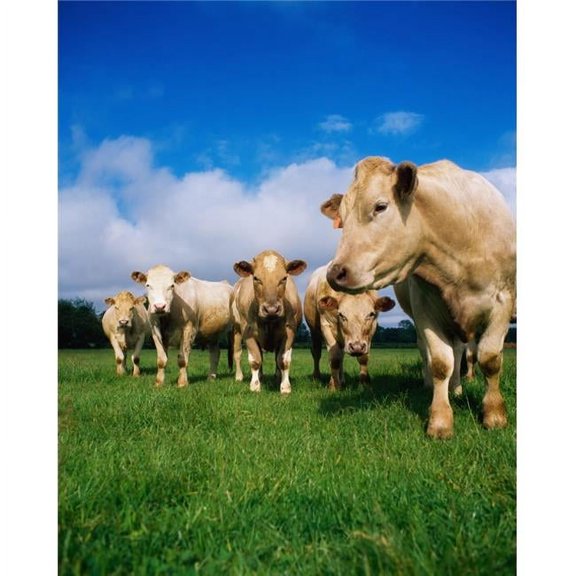 Cattle Charolais Poster Print