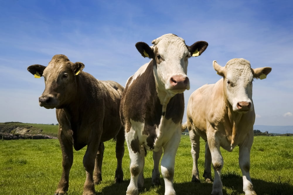 Cattle County Waterford Ireland Canvas Art - George Munday Design Pics (19 x 12)