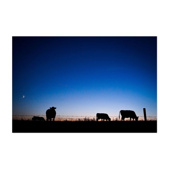 Cattle at Dusk Under a Crescent Moon - Calgary Alberta Canada Photography Silhouette Night Sky Moon Farm Rural Pastoral Unframed Wall Art Print 4 x 6 inches