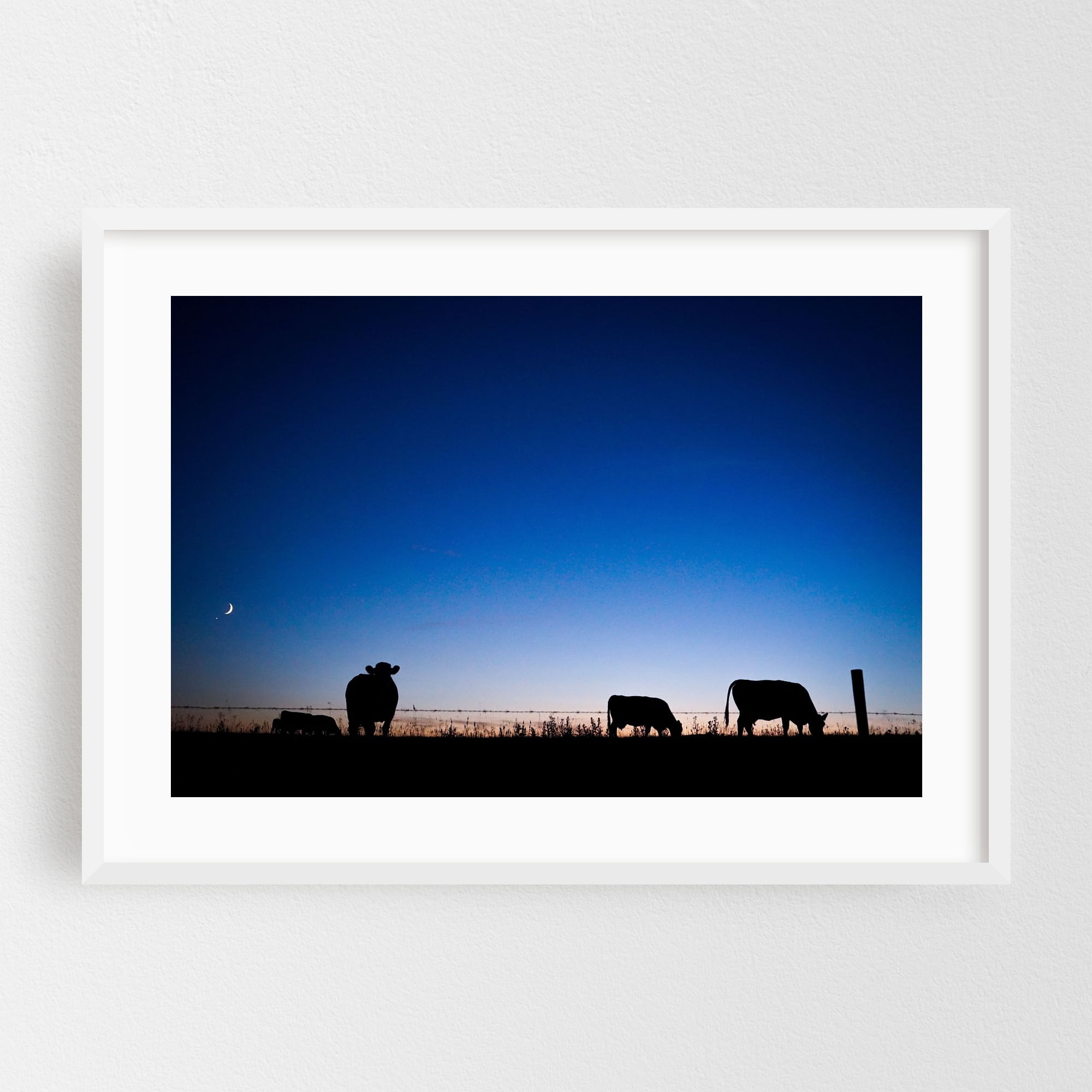Cattle at Dusk Under a Crescent Moon - Calgary Alberta Canada ...