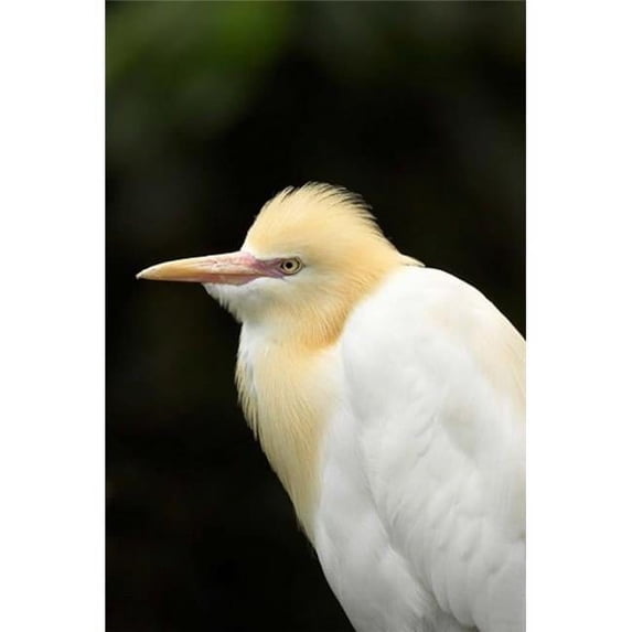 Cattle Egret Ardea Ibis North Queensland Australia Poster Print by David Wall - 17 x 26 in.