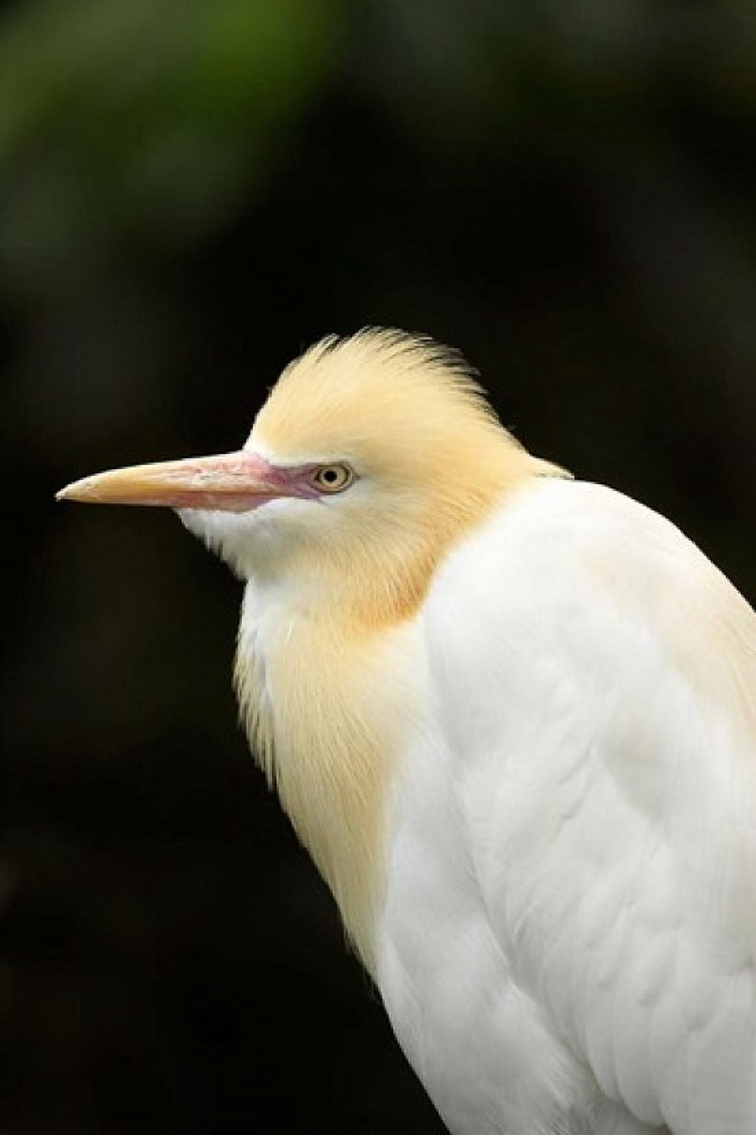 Cattle Egret (Ardea ibis) North Queensland Australia Canvas Art - David Wall DanitaDelimont (17 x 26)