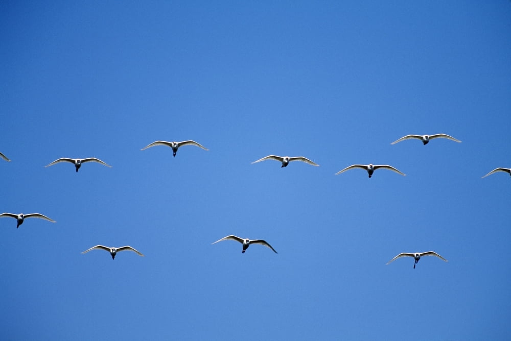Cattle Egrets (Bubulcus Ibis) Flying In Open Flock Canvas Art - David Ponton Design Pics (19 x 12)
