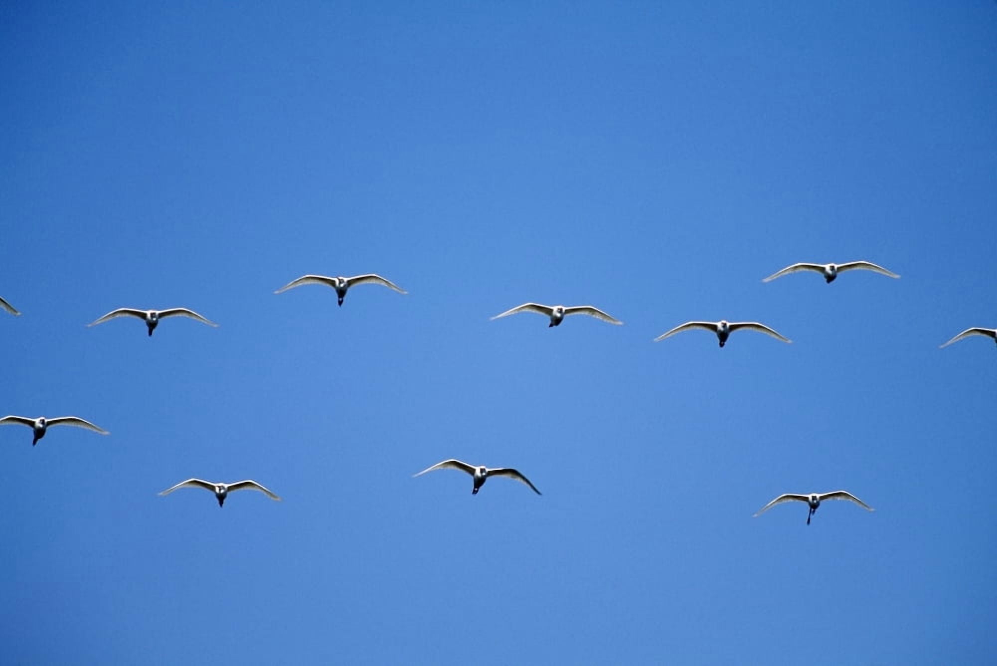 Cattle Egrets (Bubulcus Ibis) Flying In Open Flock Canvas Art - David Ponton Design Pics (38 x 24)
