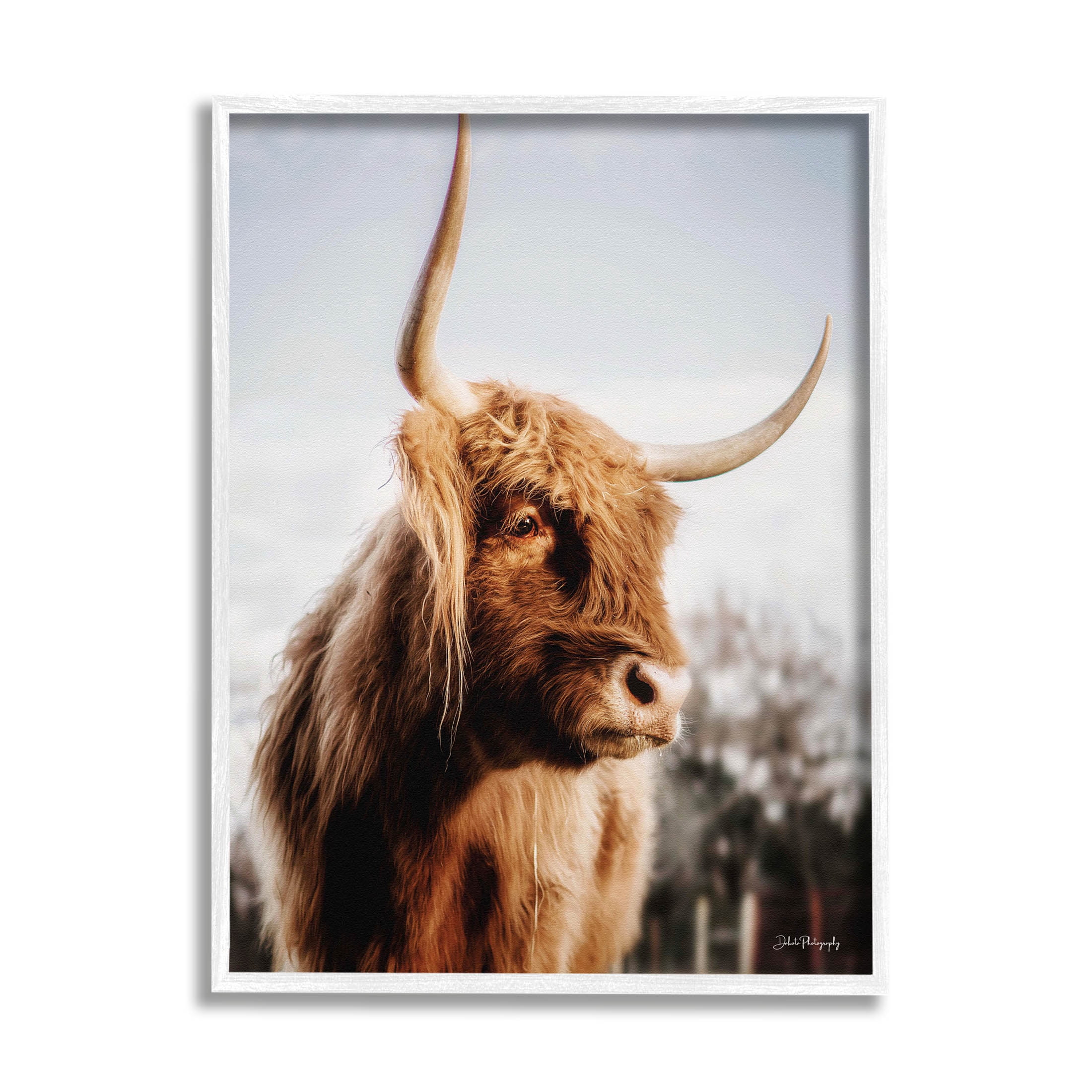 Cattle Gazing Rural Landscape Animals & Insects Photograph White Framed Art Print Wall Art