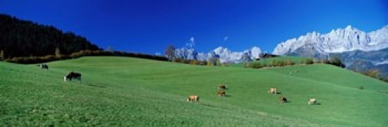 Cattle Graze in Alps Wilder Kaiser Going Austria Canvas Art - Panoramic Images (36 x 12)