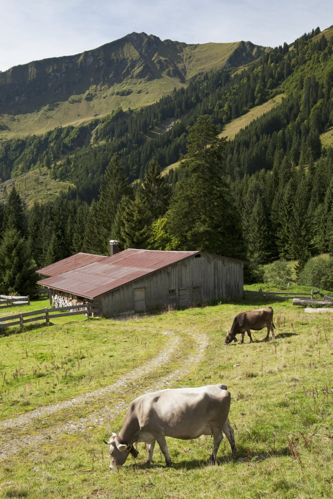 Cattle Grazing On An Alpine Meadow With A Barn And Mountains In The Background Oberstdorf Germany Canvas Art - Michael Interisano Design Pics (12 x 18)