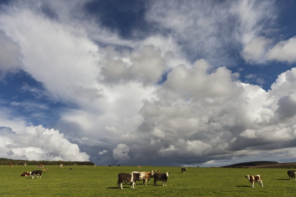 Cattle Grazing In A Field Northumberland England Canvas Art - John Short Design Pics (19 x 12)