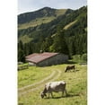 thumbnail image 1 of Cattle Grazing On An Alpine Meadow with A Barn & Mountains In The Background - Oberstdorf, Germany Poster Print, 12 x 18, 1 of 1