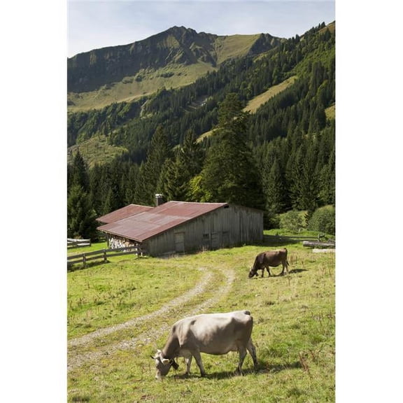 Cattle Grazing On An Alpine Meadow with A Barn & Mountains In The Background - Oberstdorf, Germany Poster Print, 12 x 18