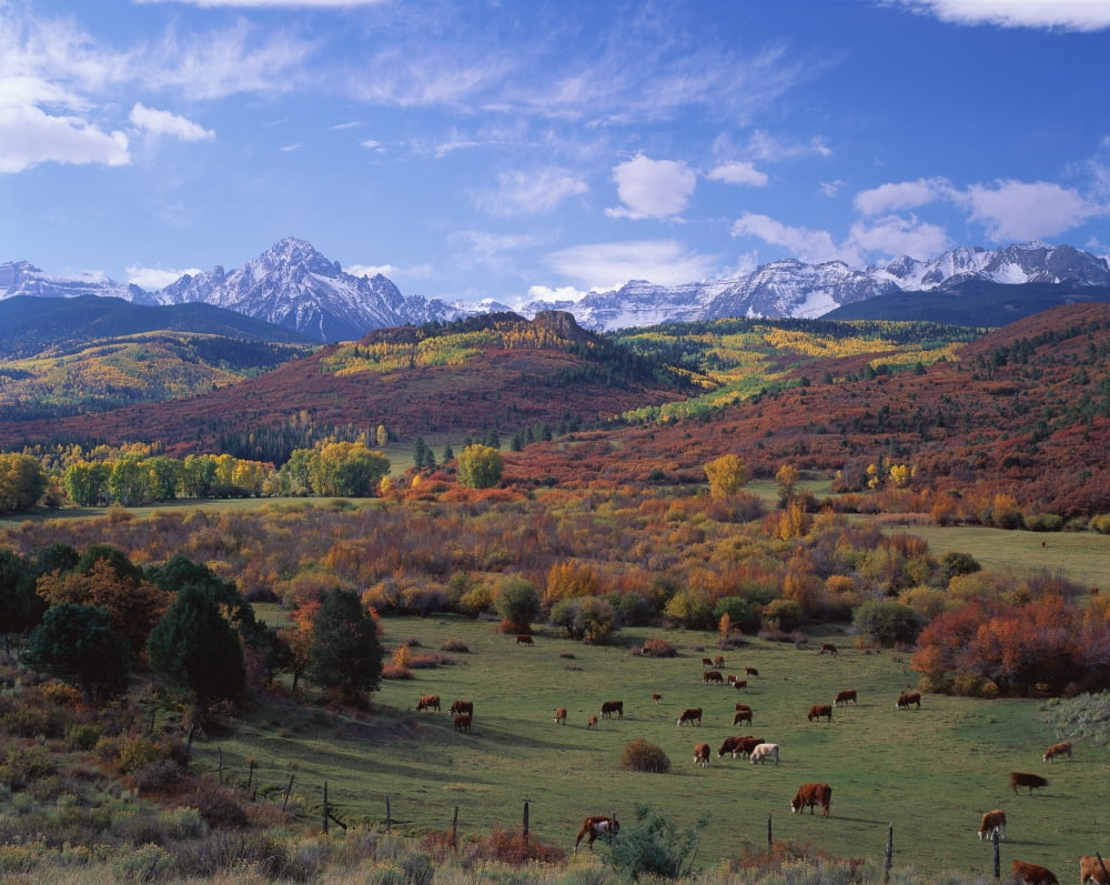 Cattle Grazing San Juan National Forest CO Canvas Art - Panoramic Images (9 x 27)