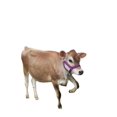 thumbnail image 1 of Cattle Halter Newborn Calf Yearling Cow Bull (Newborn, Red), 1 of 4