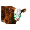 thumbnail image 1 of Cattle Halter Newborn Calf Yearling Cow Bull (Newborn, Red), 1 of 4