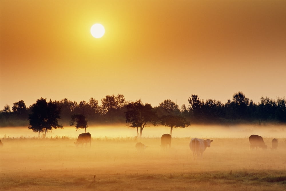 Cattle In Fog Millet Alberta Canada Canvas Art - Bilderbuch Design Pics (18 x 12)