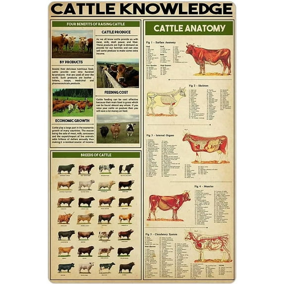 Cattle Knowledge Metal Tin Sign Breed Information Poster Animal Farm Anatomy Club School Educational Wall Decoration Plaque 12x16 Inches