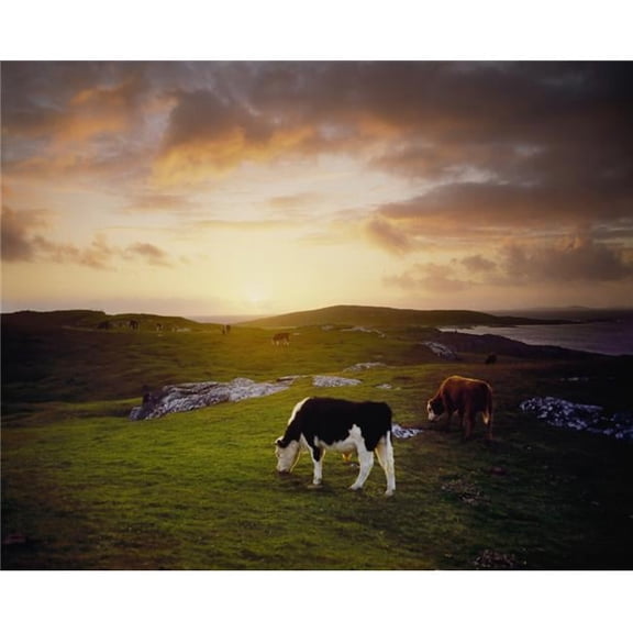 Cattle Mannin Bay Co Galway Ireland Poster Print by The Irish Image Collection, 34 x 26 - Large
