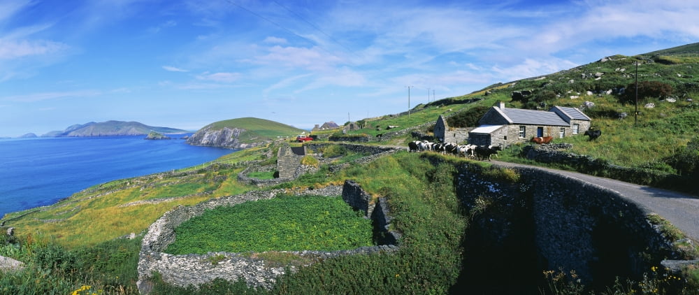 Cattle On The Road Slea Head Dingle Peninsula Republic Of Ireland Canvas Art - The Irish Image Collection Design Pics (44 x 18)