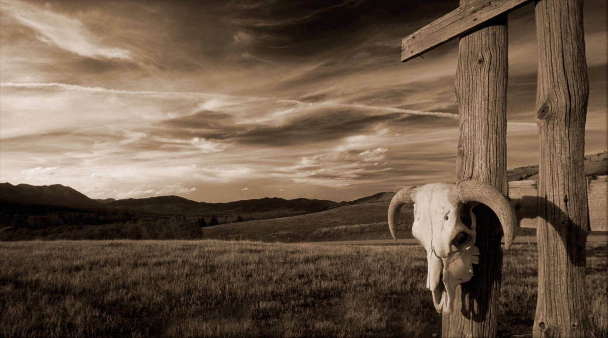 Cattle Skull Hanging On Ranchers Fence Canvas Art - Carson Ganci Design Pics (36 x 20)