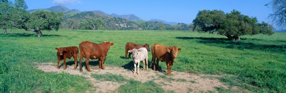 Cattle grazing Santa Ynez Valley California Canvas Art - Panoramic Images (27 x 9)