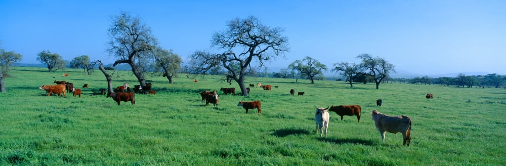 Cattle grazing Santa Ynez Valley California Canvas Art - Panoramic Images (36 x 12)