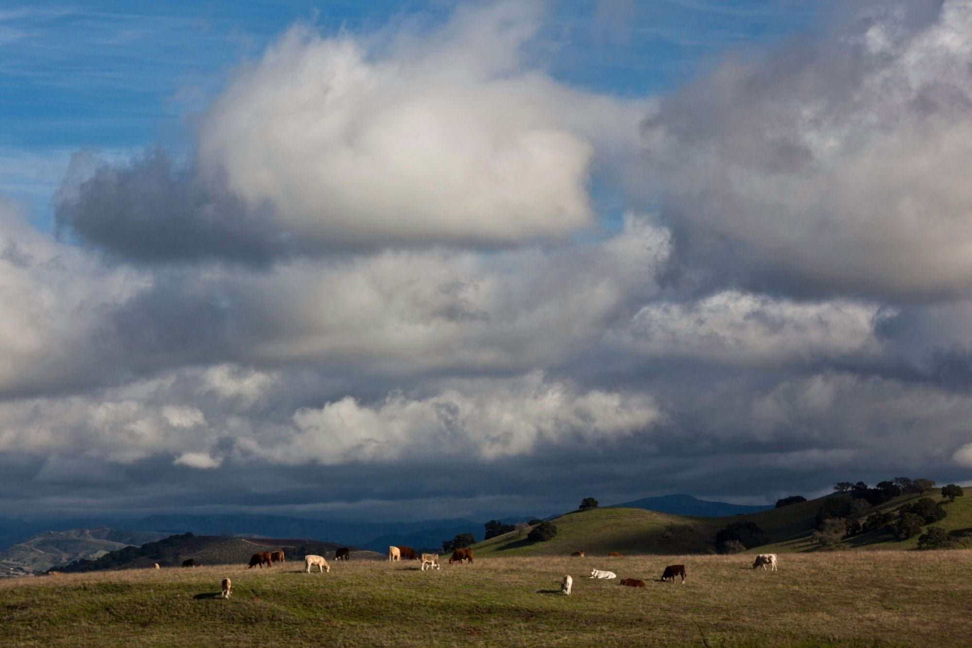 Cattle grazing in a field Santa Barbara Wine Country Santa Ynez Santa Barbara County California USA Canvas Art - Panoramic Images (27 x 9)