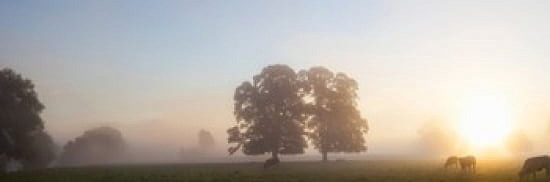 Cattle grazing in field at misty sunrise USK Valley South Wales Canvas Art - Panoramic Images (36 x 12)