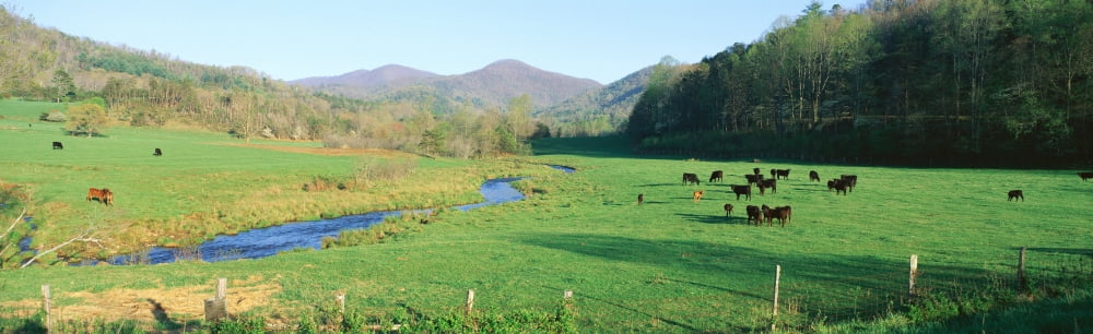 Cattle grazing in green field with stream Canvas Art - Panoramic Images (36 x 12)