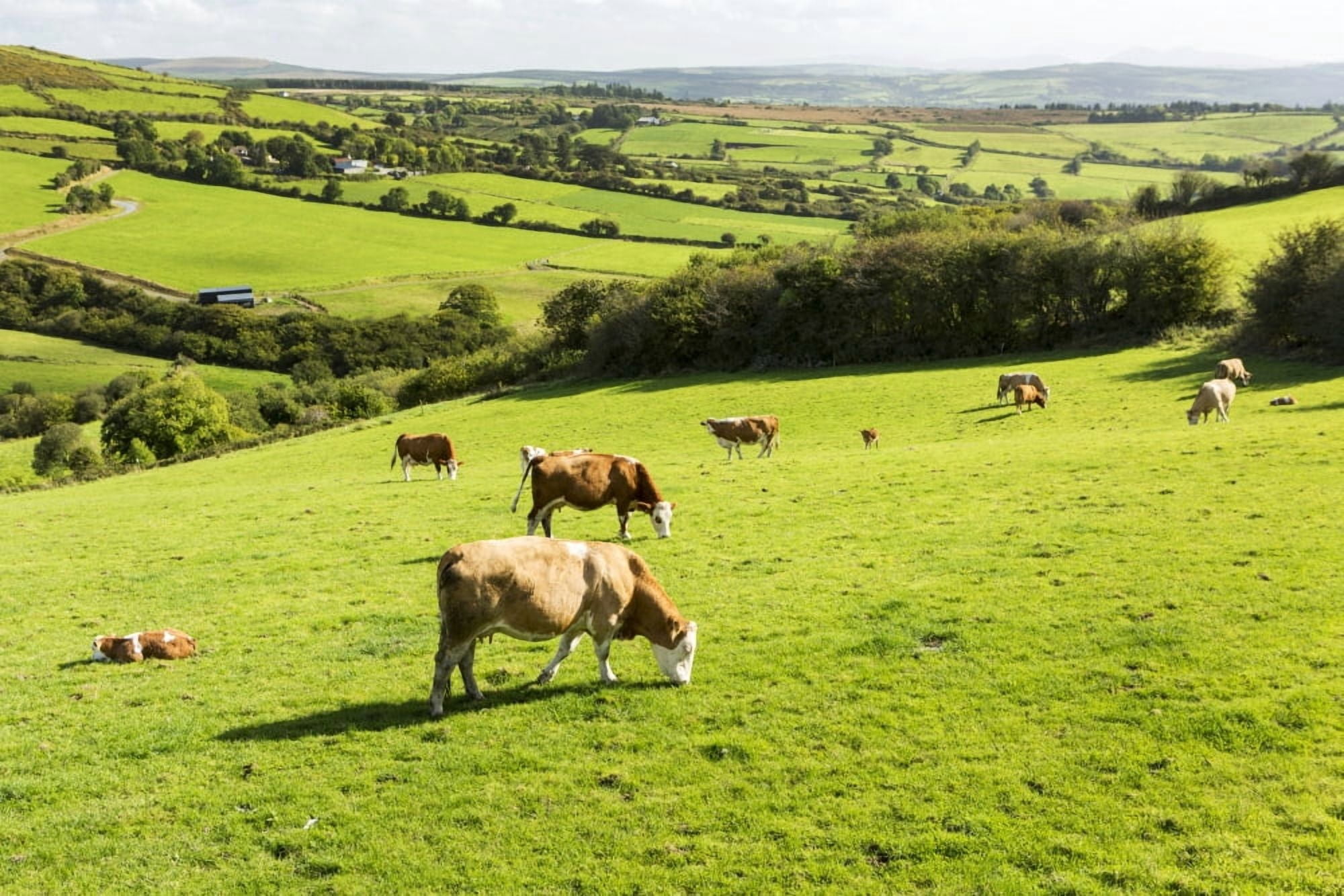 Cattle grazing on lush green hilly pastures with trees separating fields County Kerry Ireland Canvas Art - Michael Interisano Design Pics (19 x 12)
