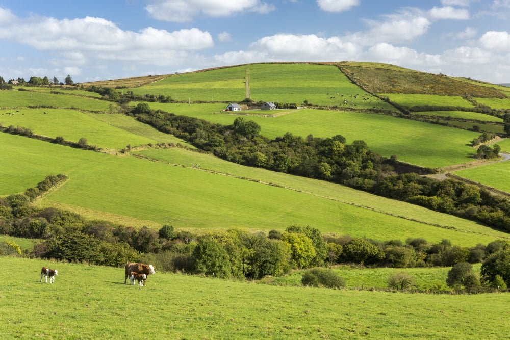 Cattle grazing on lush green hilly pastures with trees separating fields County Kerry Ireland Canvas Art - Michael Interisano Design Pics (38 x 24)