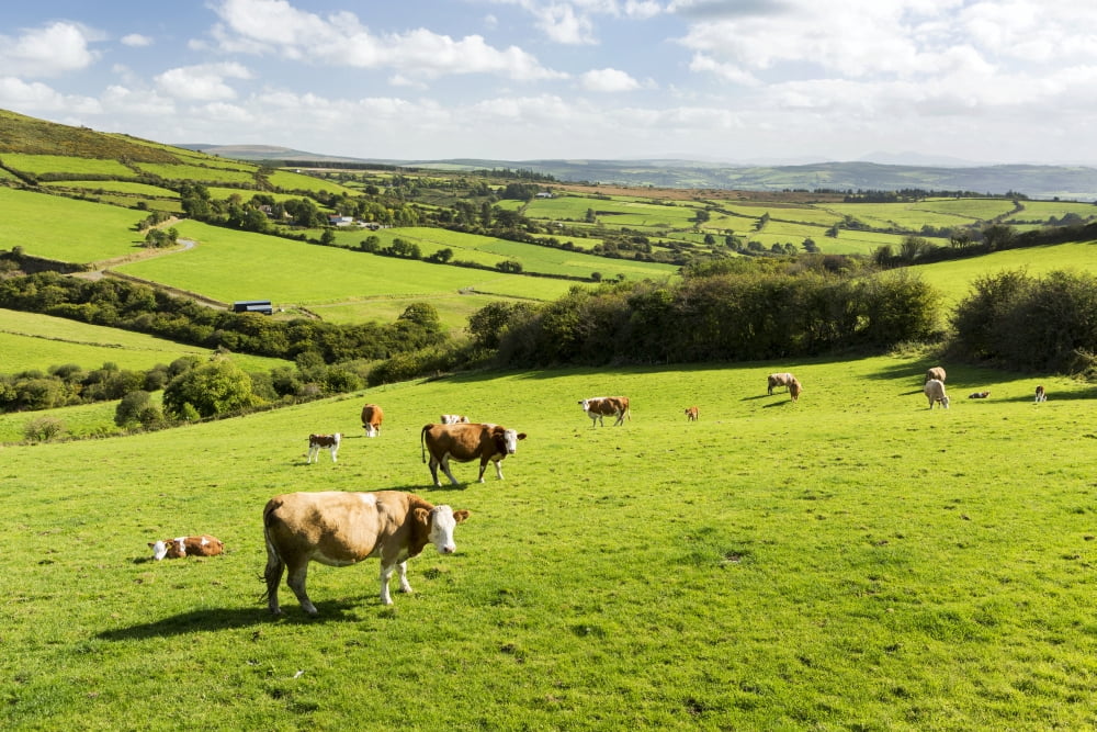 Cattle grazing on lush green hilly pastures with trees separating fields County Kerry Ireland Canvas Art - Michael Interisano Design Pics (38 x 24)