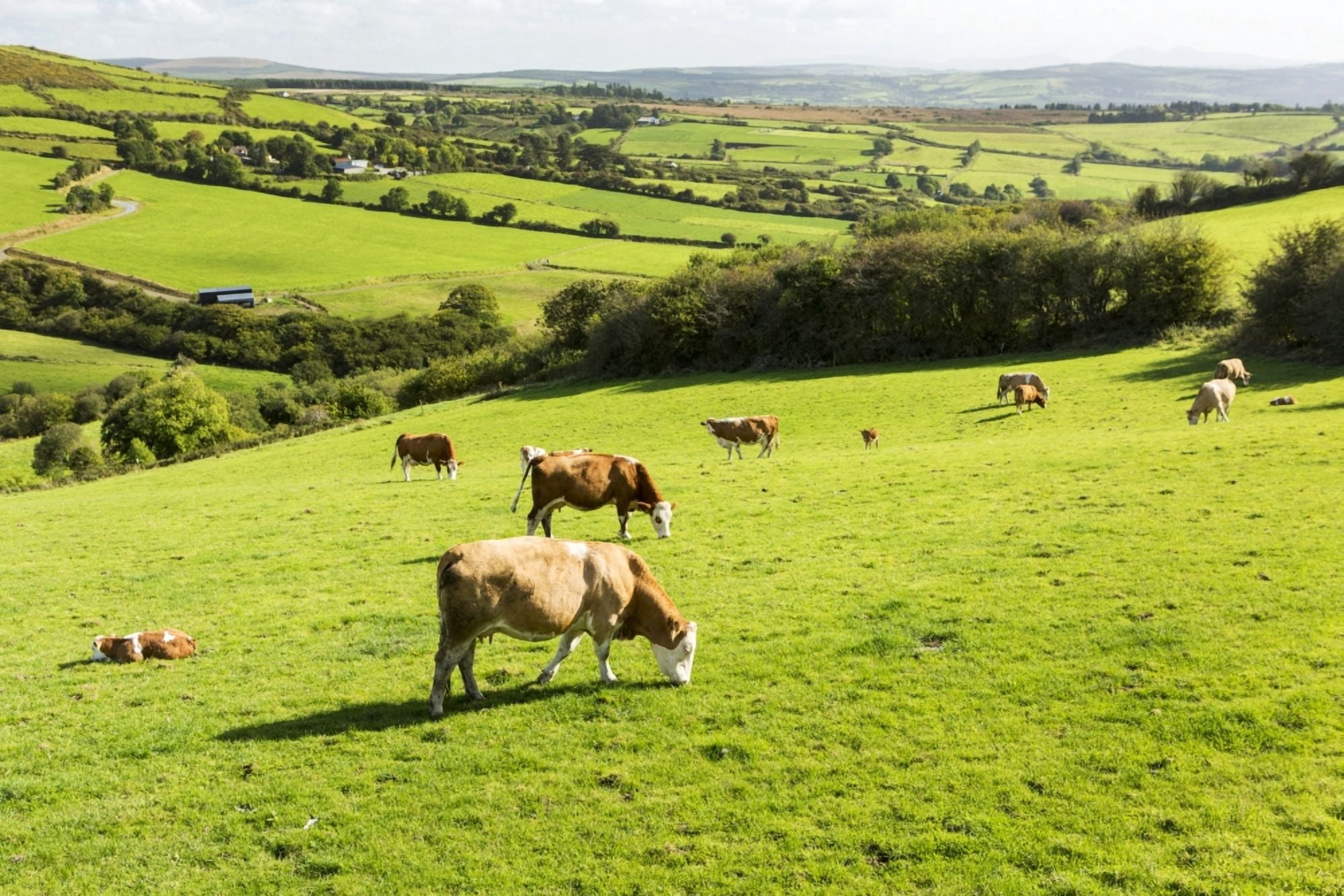 Cattle grazing on lush green hilly pastures with trees separating fields County Kerry Ireland Canvas Art - Michael Interisano Design Pics (38 x 24)