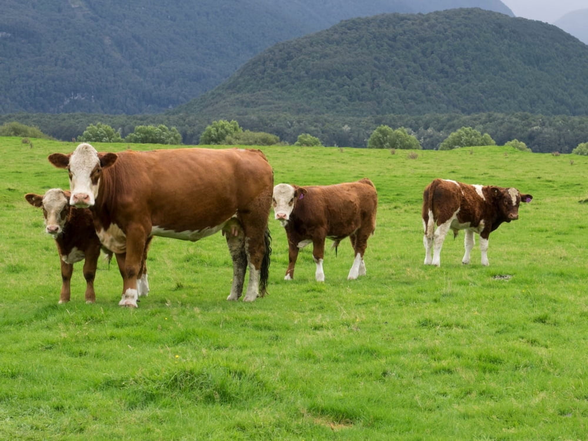 Cattle in a field State Highway 6 Westland District West Coast South Island New Zealand Canvas Art - Panoramic Images (18 x 24)