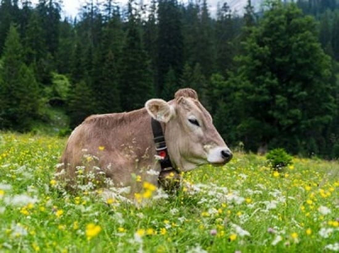 Cattle on Karwendel Mountain Range Canvas Art - Martin Zwick DanitaDelimont (24 x 18)